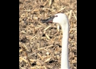 A tundra swan close-up of its head showing its distinguishing markings. --Courtesy Photo