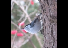 White-breasted Nuthatch