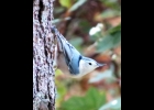 White-breasted Nuthatch