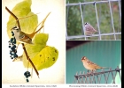 White Crowned Sparrows