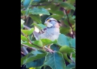 White-throated Sparrow