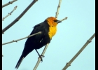 The male blackbird in the photo arrived in the first week of April while the cattail marshes were still dormant. It was spotted taking seeds from a birdfeeder along the bay just north of Pinconning County Park before flying up into a nearby tree to “sing.” --Journal Photo