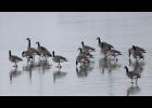 The CANADA GOOSE is one of the most recognizable migratory birds in the Saginaw Bay region.       	                                --Courtesy Photo