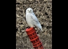 A Snowy Owl perches on a field drain to observe his options. --Courtesy Photo