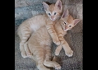 Cashew and Peanaut were born on May 21st. They are both males and were born indoors. If you would like to adopt these adorable twins call 989-513-0953 in Pinconning. (private individual)